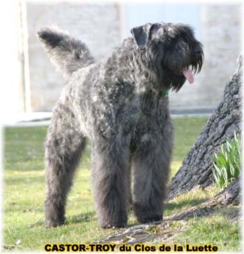 bouvier des flandres du clos de la luette - copyright déposé